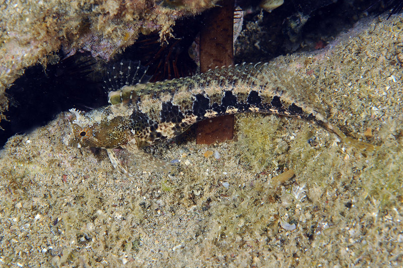 Blennidi